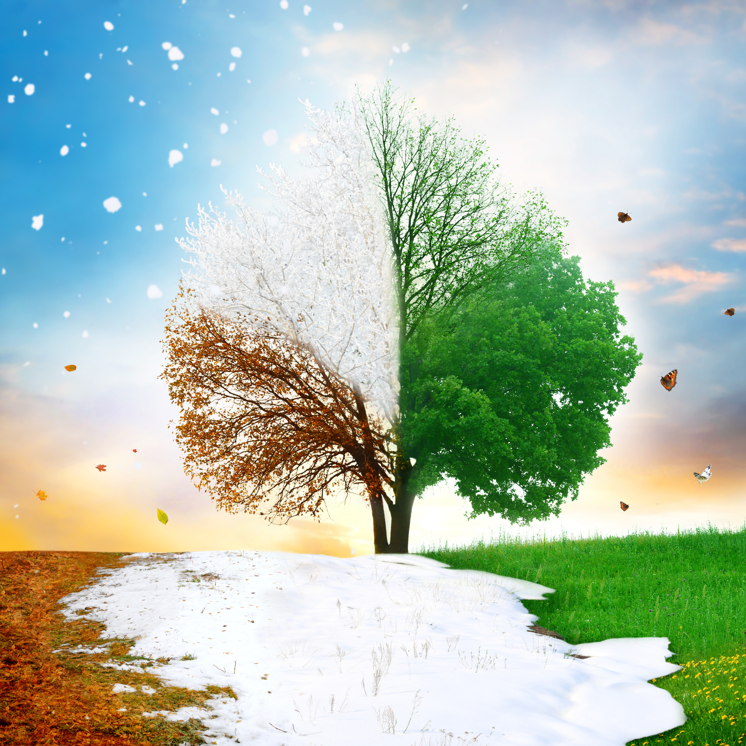 Four seasons tree illustration representing seasonal printable art.